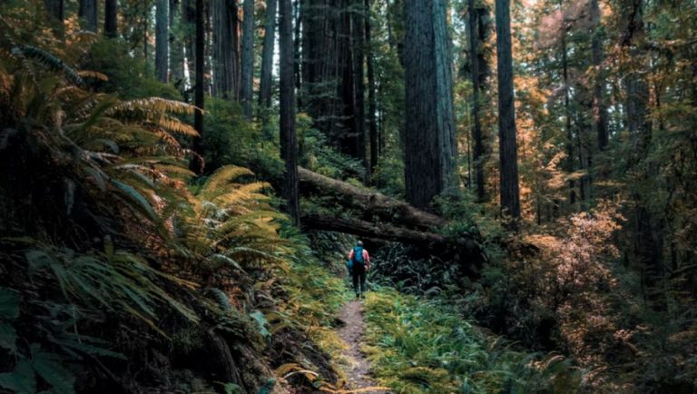 Redwood National Park: Visitor guide, address & phone