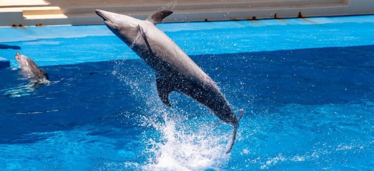 Dubai Dolphinarium guide with tickets & contact info